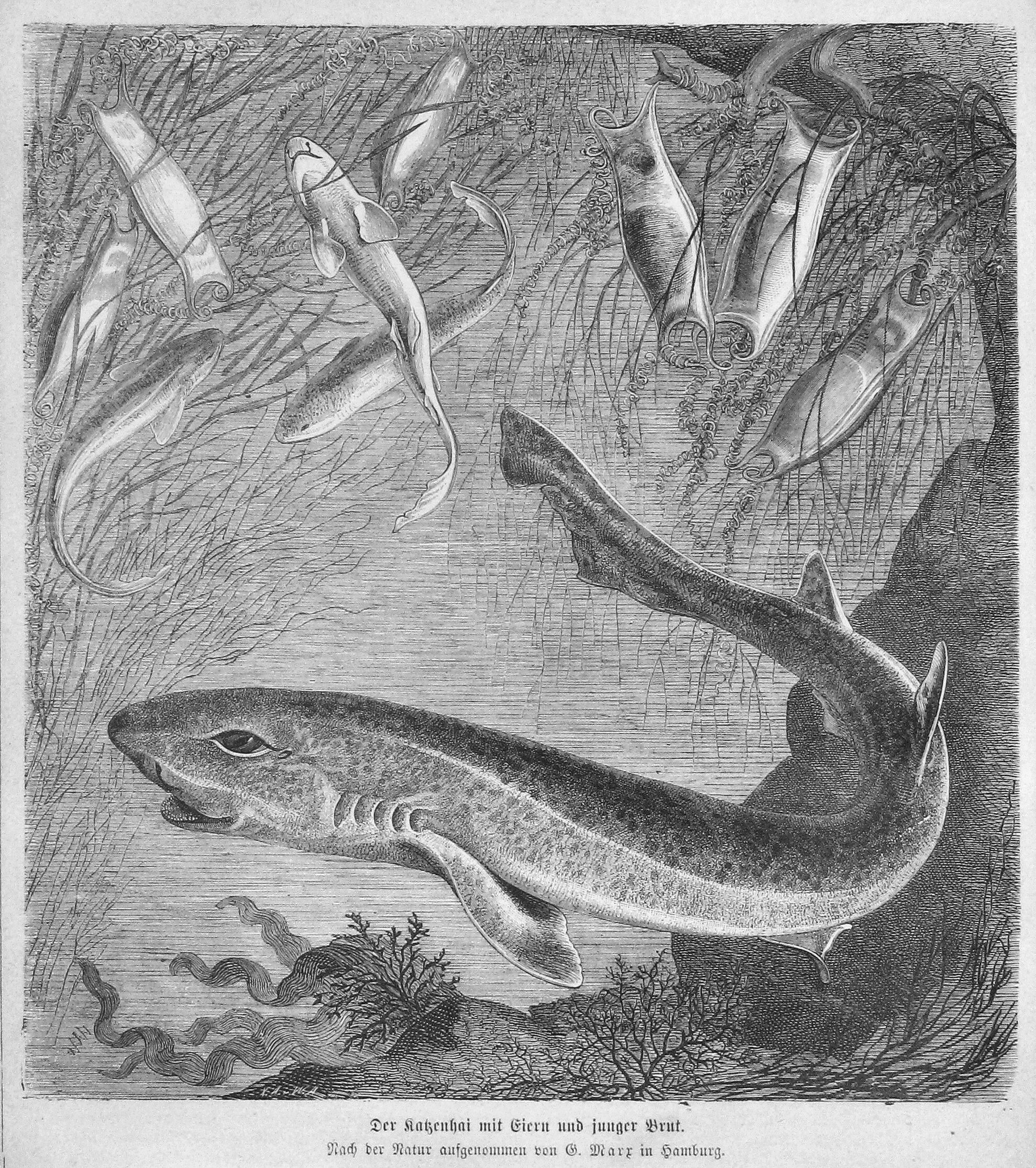 Die Gartenlaube (1873) pic 602