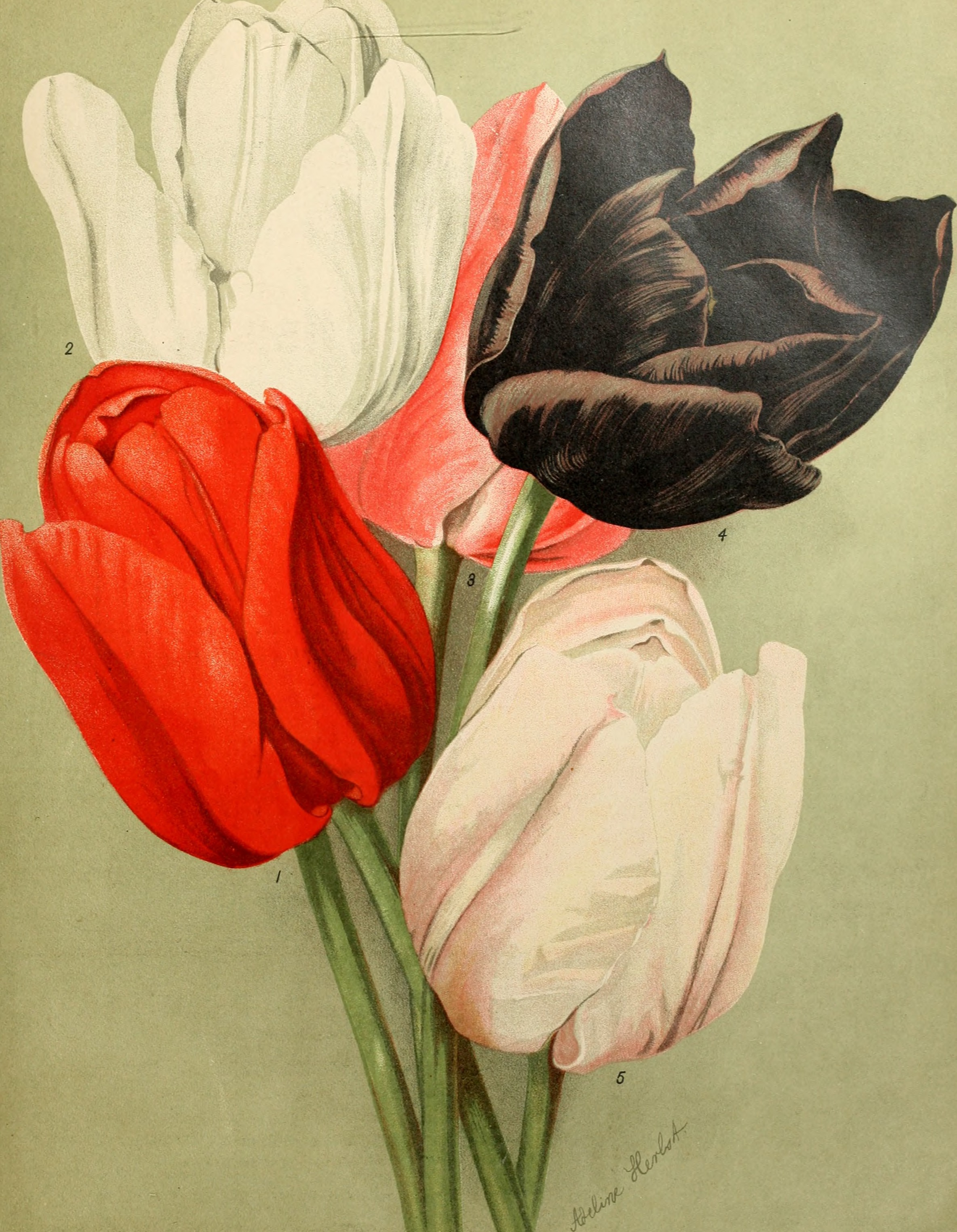 Die Gartenwelt (1902) (20919565425)