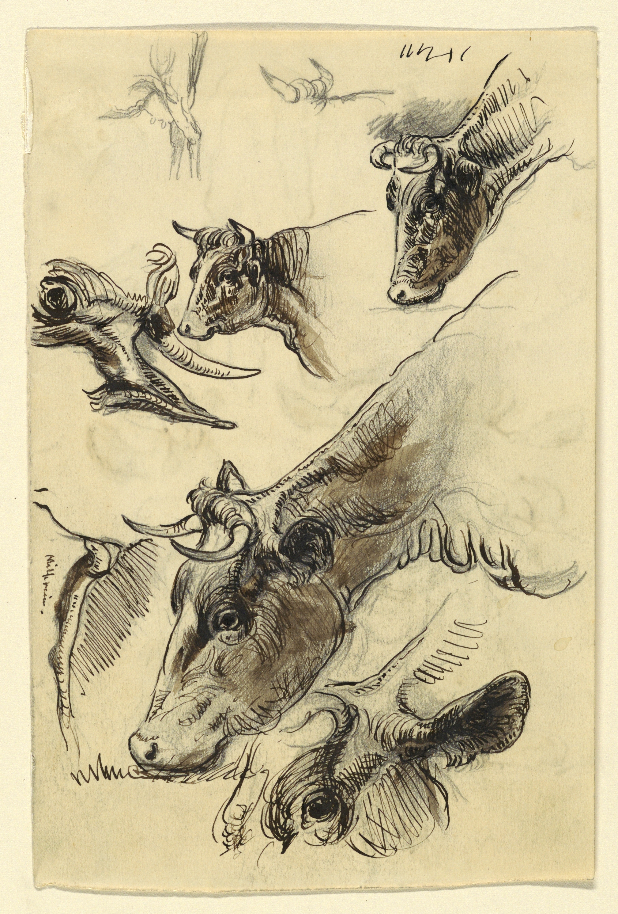 Drawing, Sketches. Cattle, Irvington, September 1876 (CH 18369025)