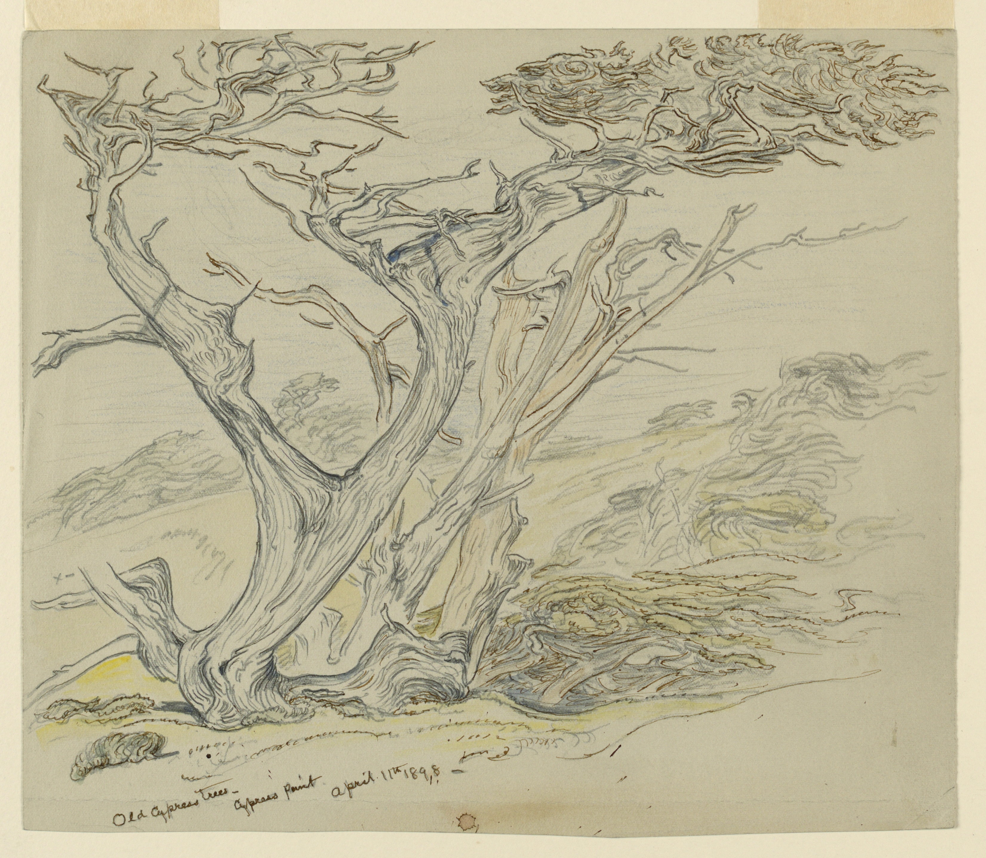 Drawing, Study of Old Cypress Trees, Cypress Point, April 11, 1898 (CH 18368933)
