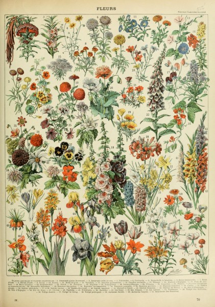Adolphe Millot fleurs A