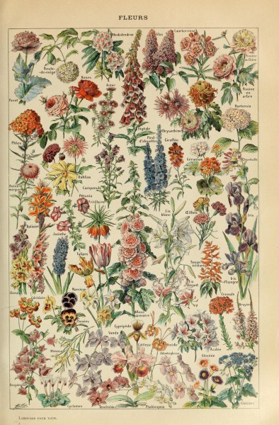 Adolphe Millot fleurs-pour tous