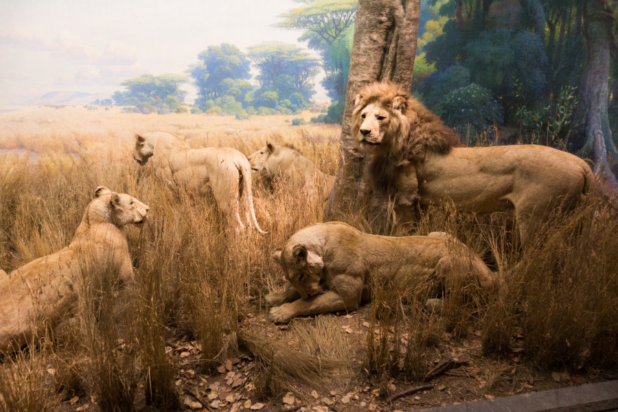 African lions (22081002739)