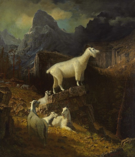 Albert Bierstadt - Rocky Mountain Goats