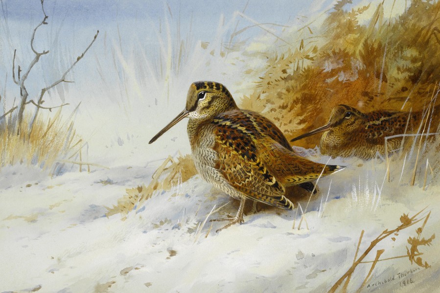 Archibald Thorburn Winter Woodcock 1916