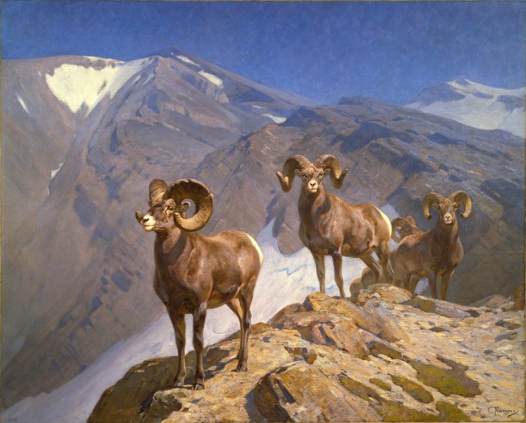 Carl Rungius - Big Horn Sheep on Wilcox Pass (1912)