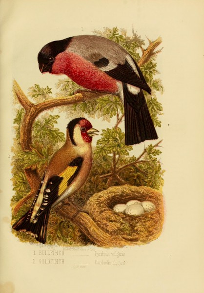 Cassell's book of birds (Plate V) (7401276060)
