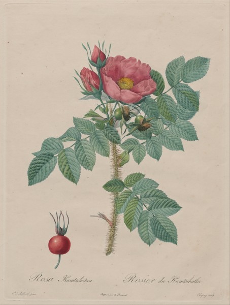 Chapuy, after Pierre- Joseph Redouté - Kamtschatka Rose (Rosa Kamtschatica), from Redouté, 