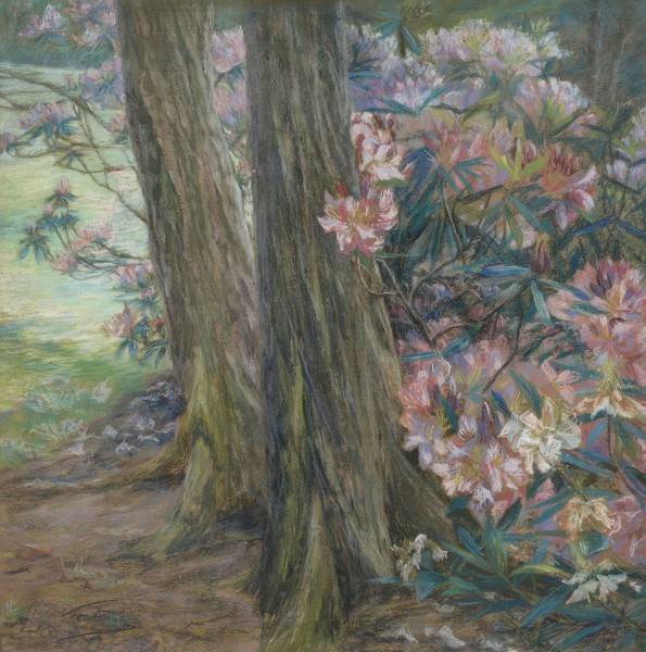 Clara Voortman Rhododendronbusch