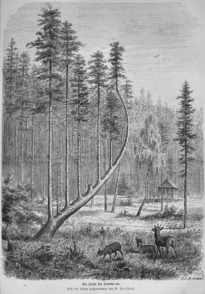 Die Gartenlaube (1873) pic 499