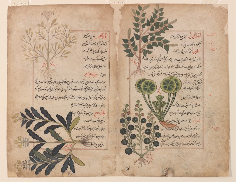 Double folio from a Kitab-i hasha'ish (The book of herbs) - Google Art Project
