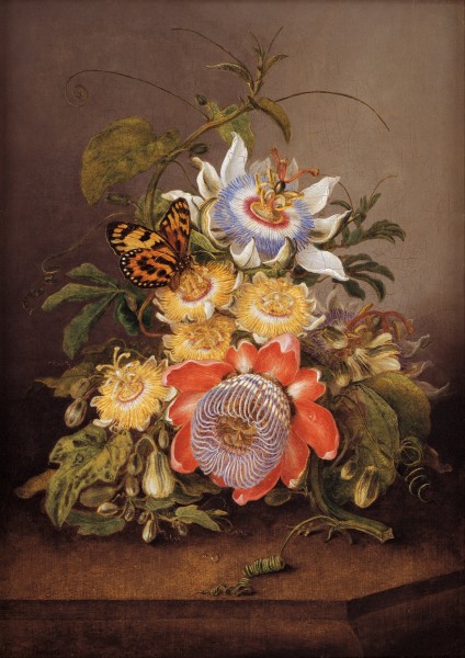 Ferdinand Bauer - Passionflowers - Google Art Project
