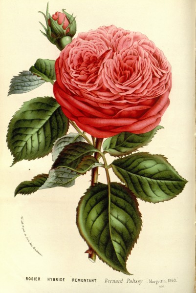 Flore des serres v15 091a