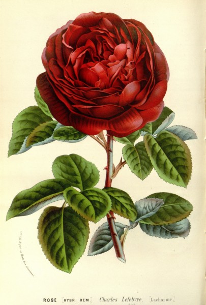 Flore des serres v15 093a