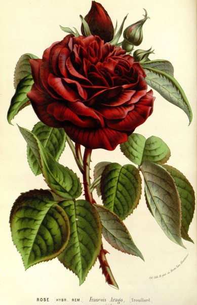 Flore des serres v15 097a