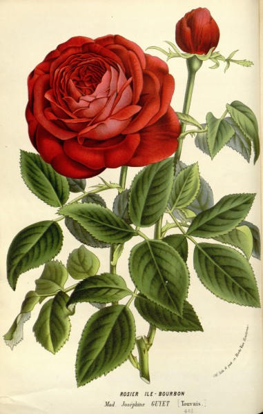 Flore des serres v16 025a