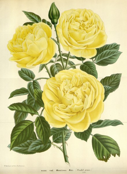 Flore des serres v16 059a