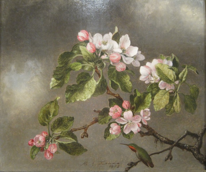 Heade Martin Johnson Hummingbird And Apple Blossoms