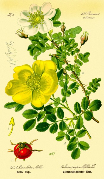 Illustration Rosa pimpinellifolia1