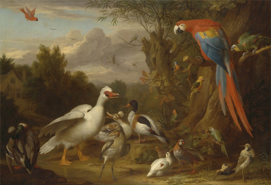 Jacob Bogdani - A Macaw, Ducks, Parrots and Other Birds in a Landscape - Google Art Project