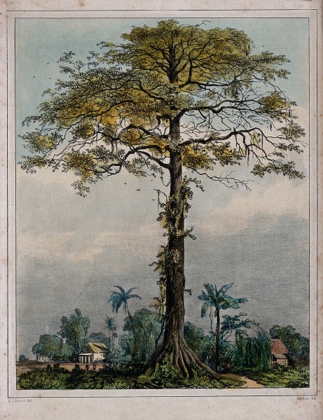 Kapok or silk cotton tree (Ceiba pentandra) growing by a vil Wellcome V0043228