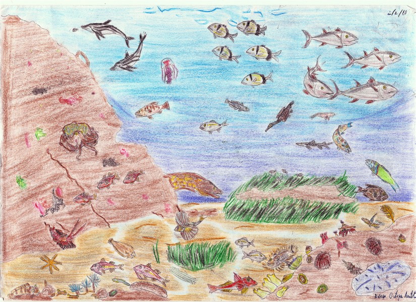 Mar Mediterráneo fauna