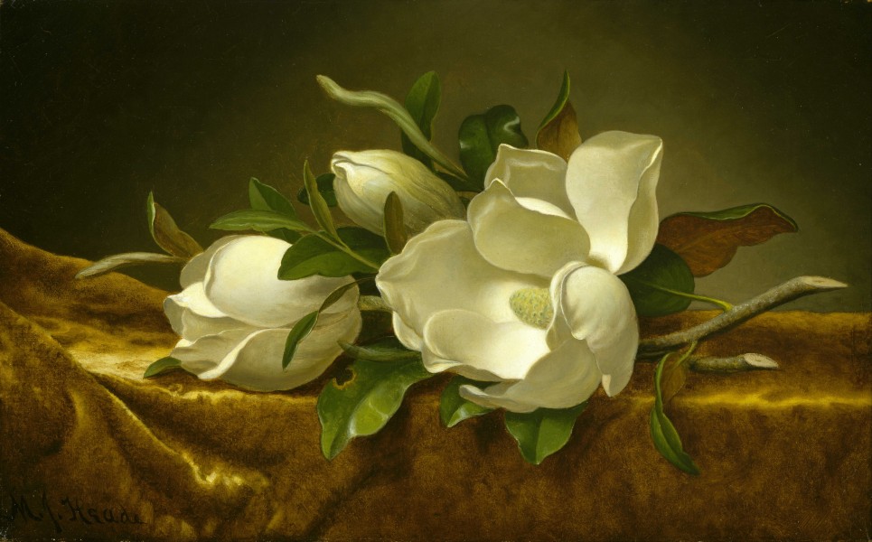 Martin Johnson Heade - Magnolias on Gold Velvet Cloth - Google Art Project