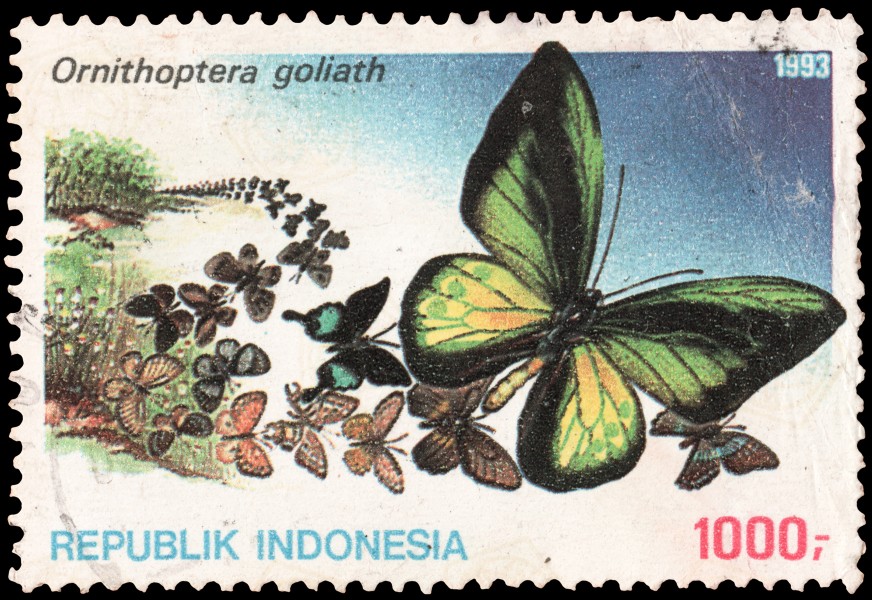 Ornithoptera goliath, 1000rp (1993)