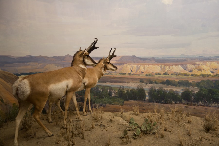 Pronghorn antelopes (23451833134)