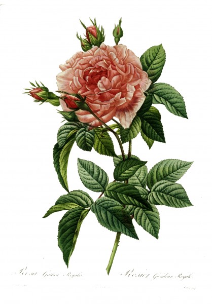 Redoute - Rosa gallica regalis