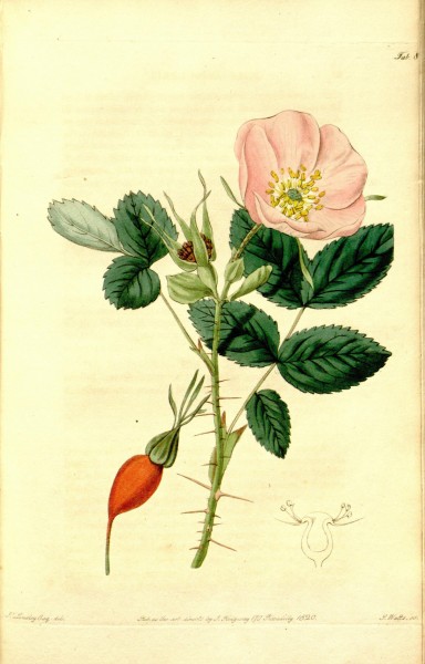 Rosa acicularis1