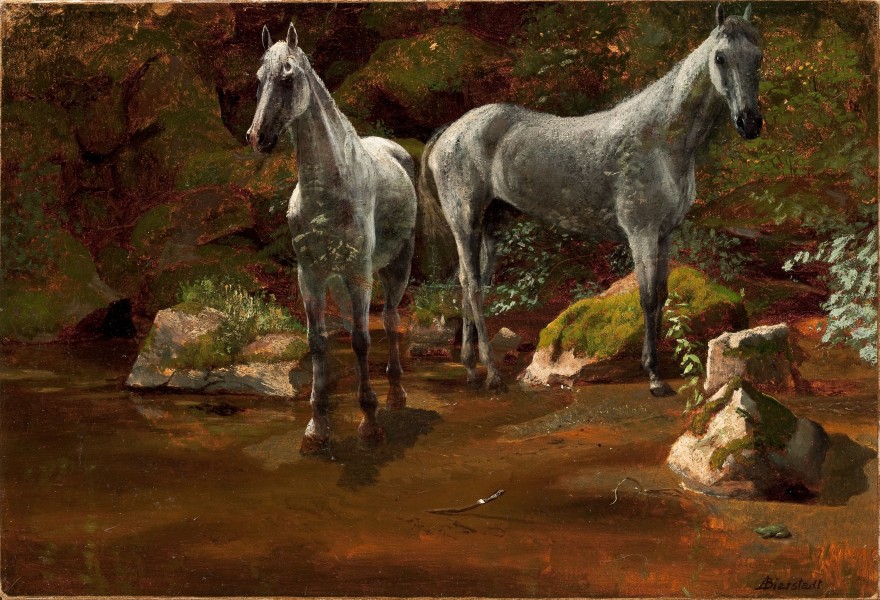 Study of Wild Horses-Albert Bierstadt
