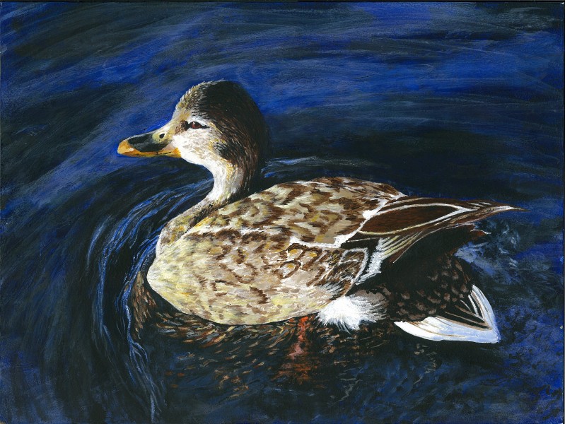 The finalist from Alabama for the 2011 Junior Duck Stamp Art Contest. (5597872823)
