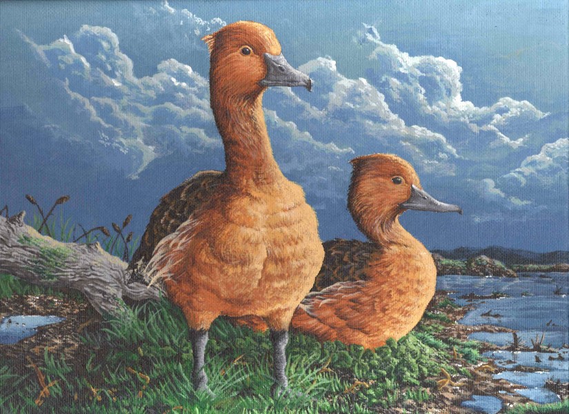 The finalist from Colorado for the 2011 Junior Duck Stamp Art Contest. (5610678262)