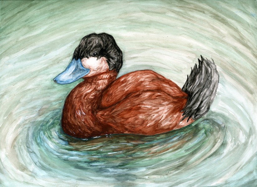 The finalist from Nevada for the 2011 Junior Duck Stamp Art Contest. (5598466452)