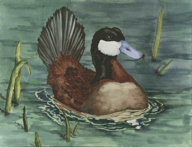 The finalist from New Mexico for the 2011 Junior Duck Stamp Art Contest. (5598462090)
