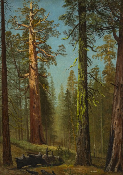 The Grizzly Giant Sequoia, Mariposa Grove, California LACMA 53.30 (1 of 2)