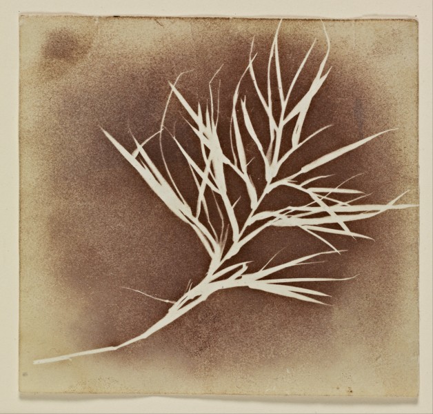 William Henry Fox Talbot - Photogenic Drawing of a Plant - Google Art Project