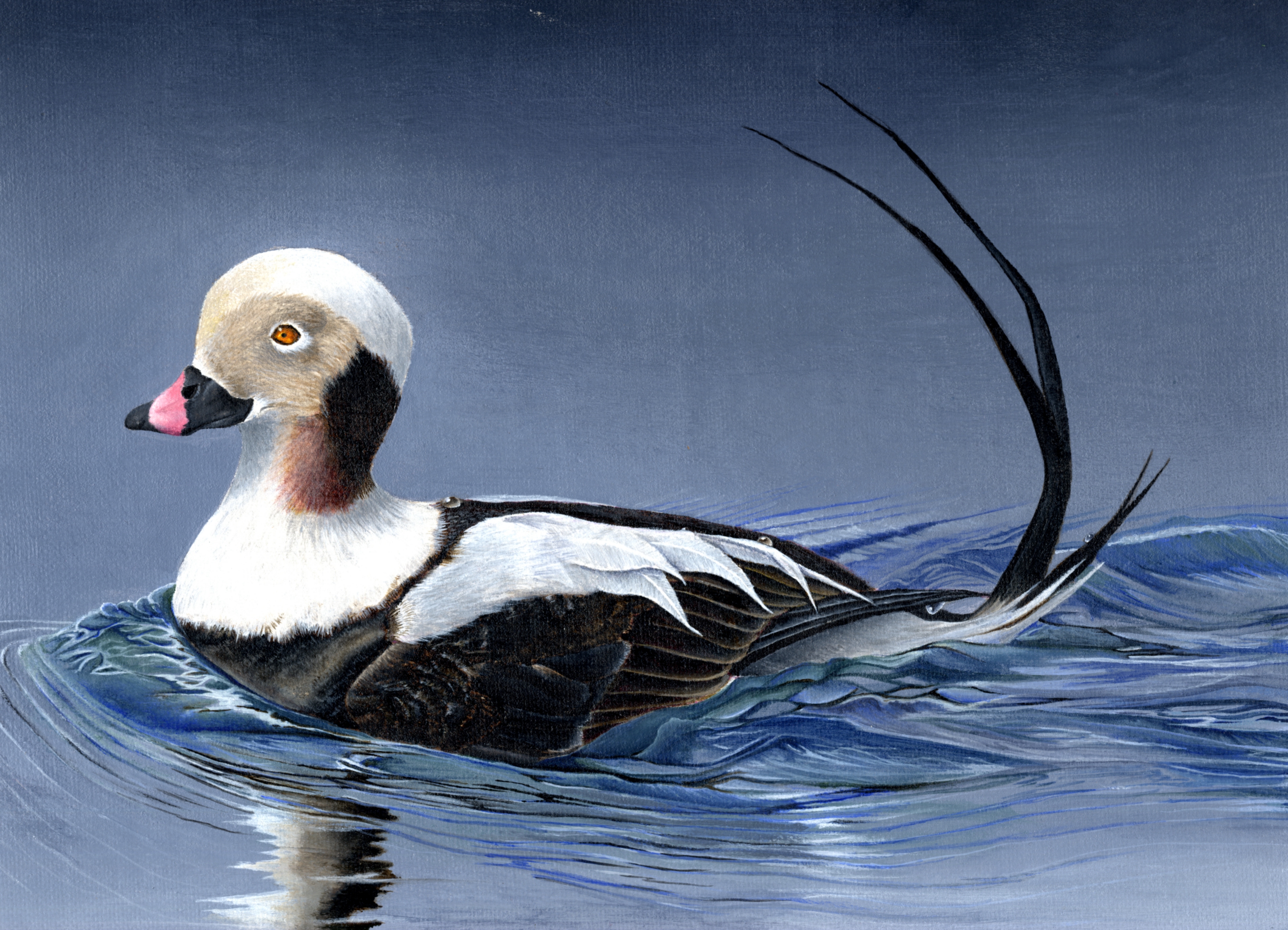 The finalist from Florida for the 2011 Junior Duck Stamp Art Contest. (5598519002)