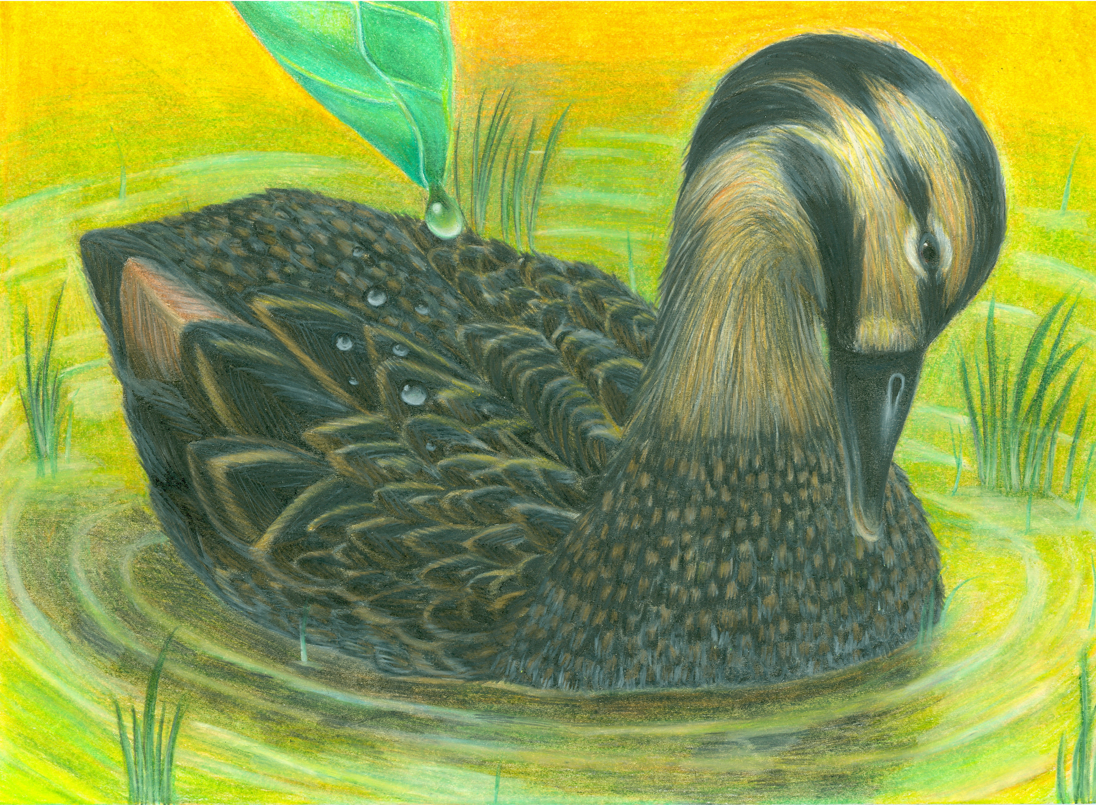 The finalist from Hawaii for the 2011 Junior Duck Stamp Art Contest. (5597880027)