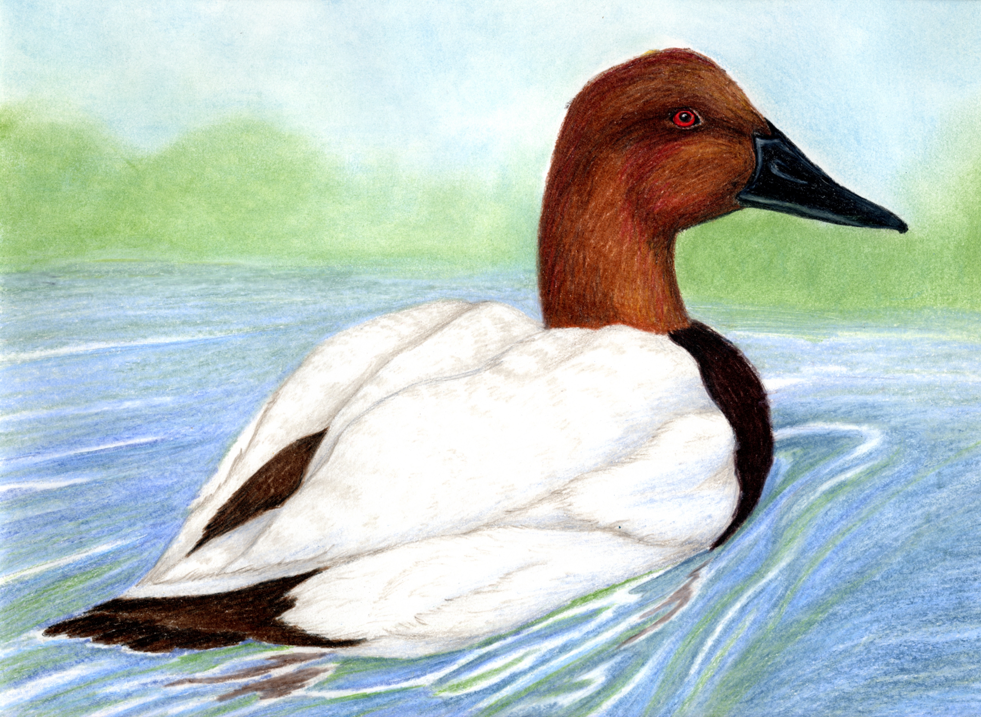 The finalist from Kentucky for the 2011 Junior Duck Stamp Art Contest. (5609798907)