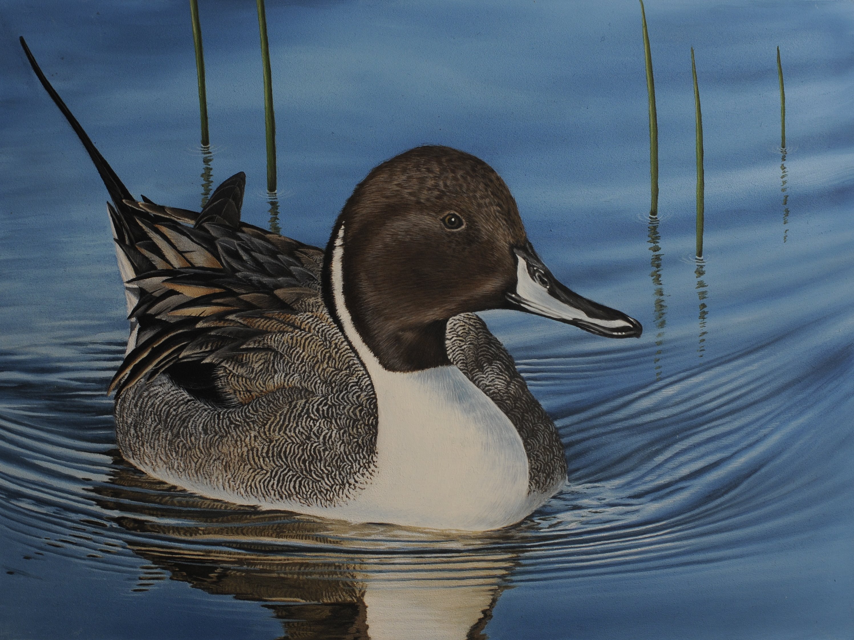 The finalist from Minnesota for the 2011 Junior Duck Stamp Art Contest. (5597880737)