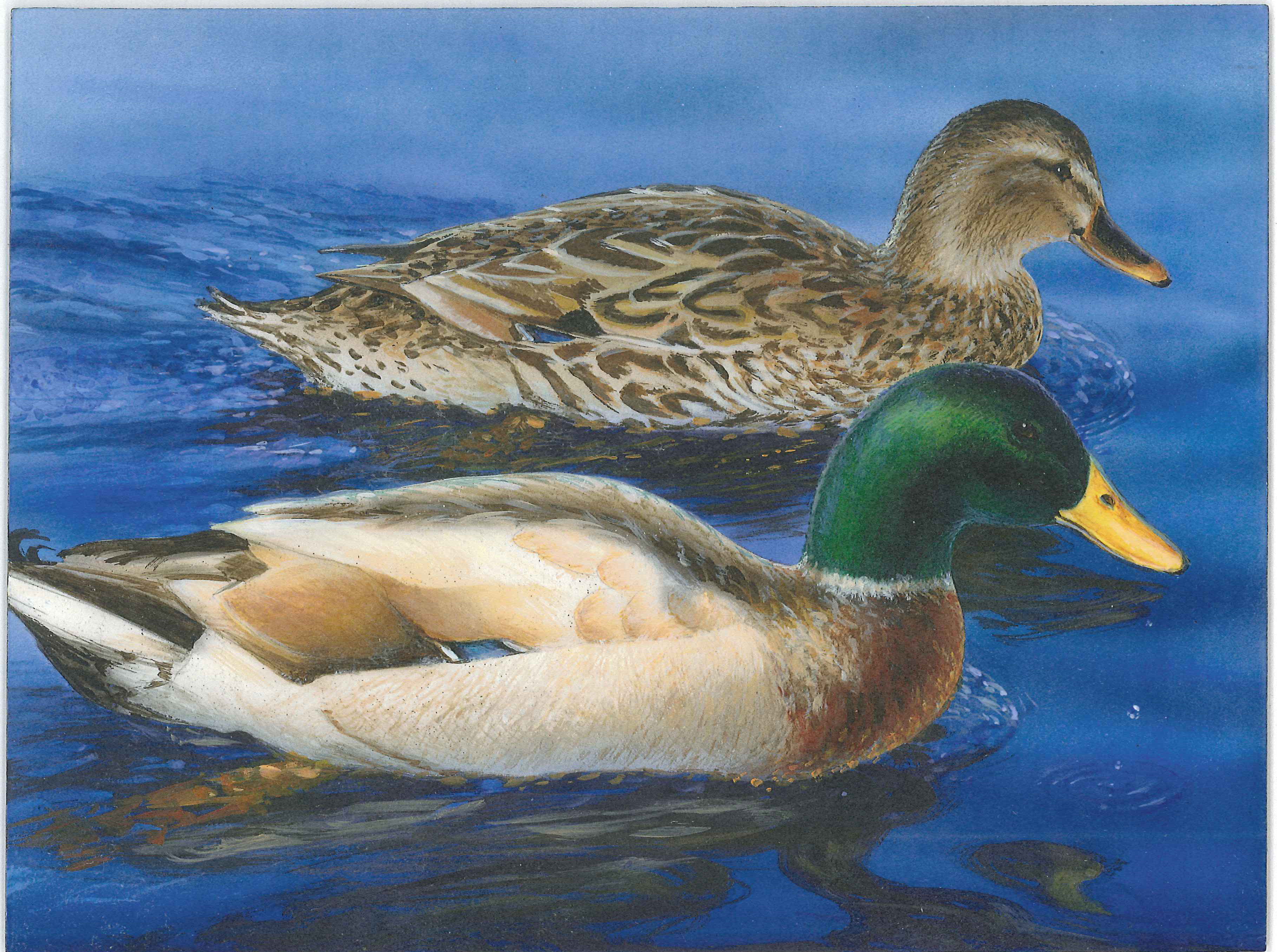 The finalist from Missouri for the 2011 Junior Duck Stamp Art Contest. (5597875971)