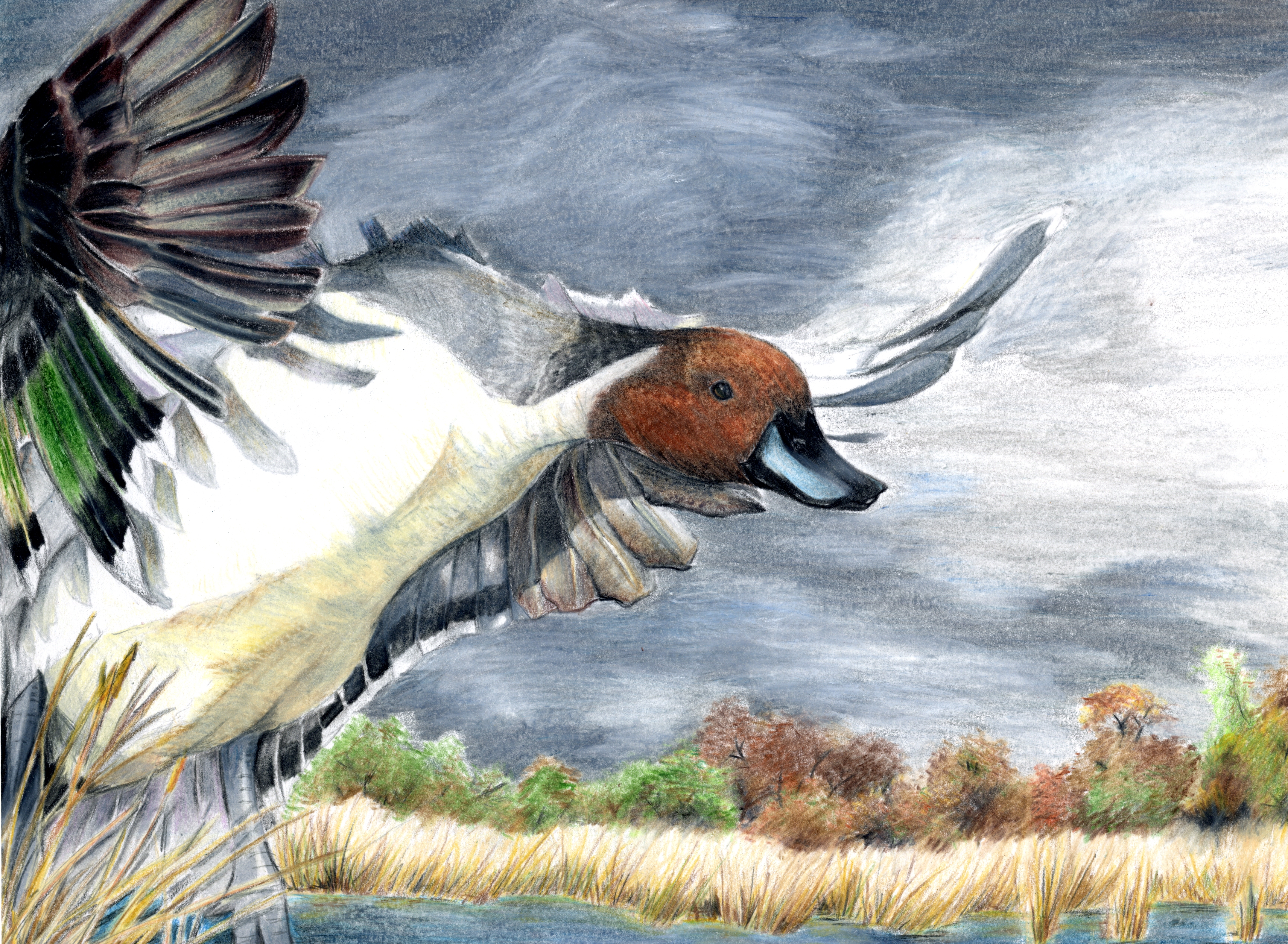 The finalist from North Carolina for the 2011 Junior Duck Stamp Art Contest. (5610368376)