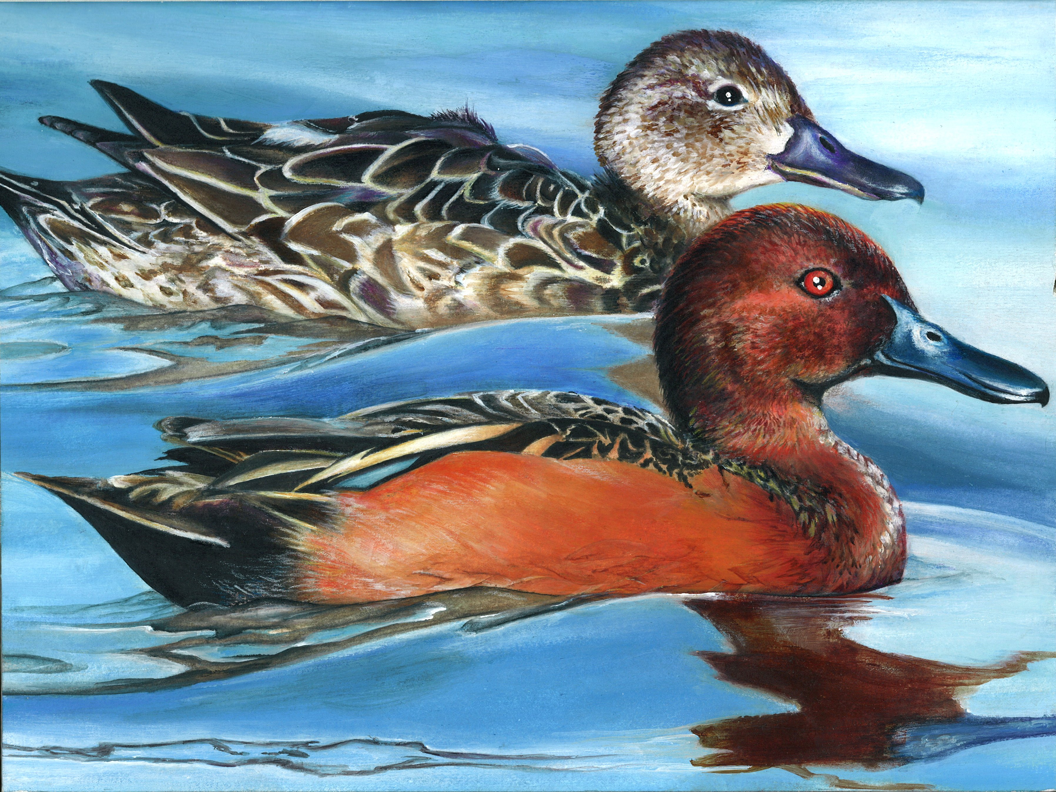 The finalist from Tennessee for the 2011 Junior Duck Stamp Art Contest. (5598462440)