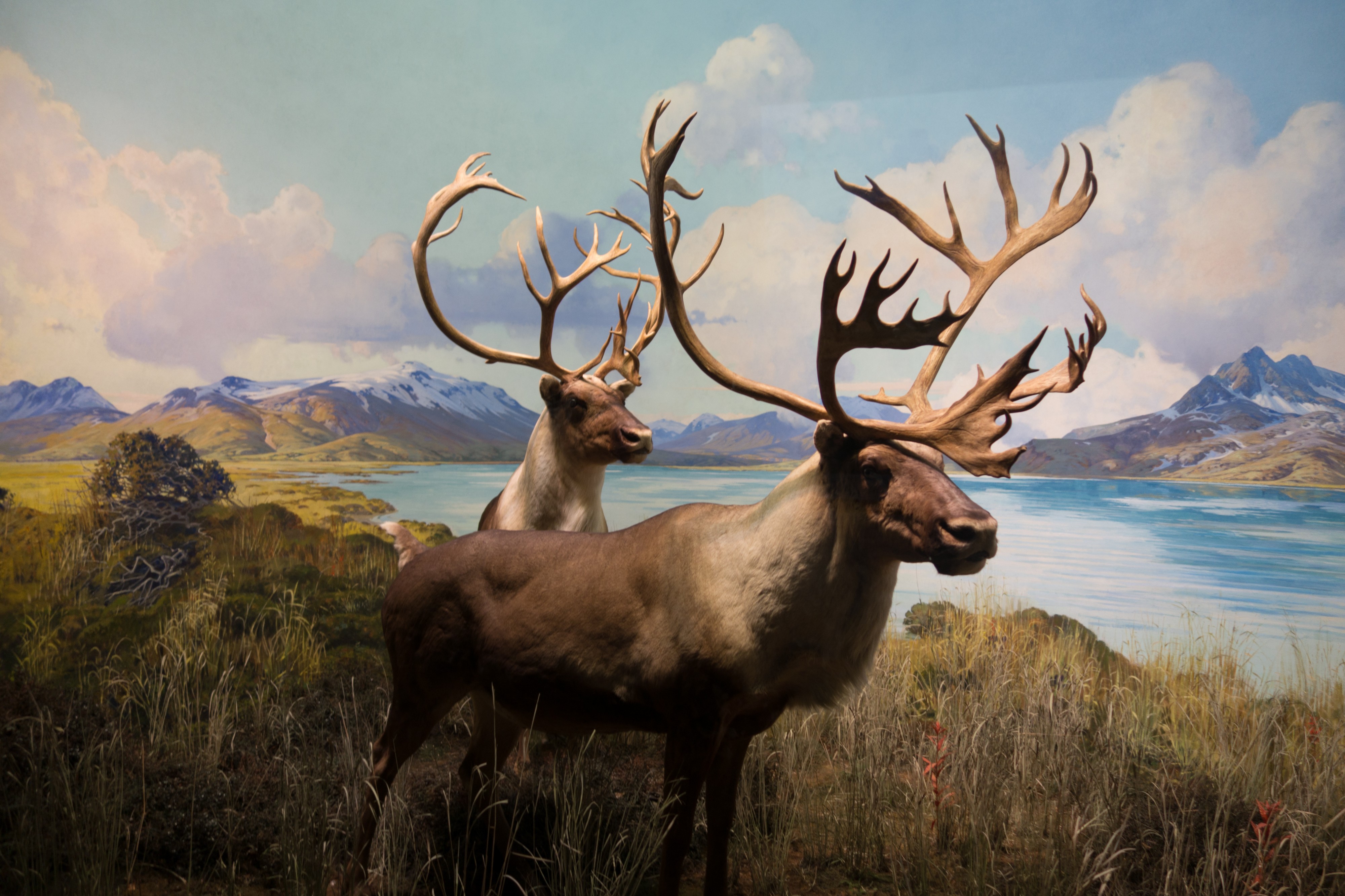 Caribou (22614991342)