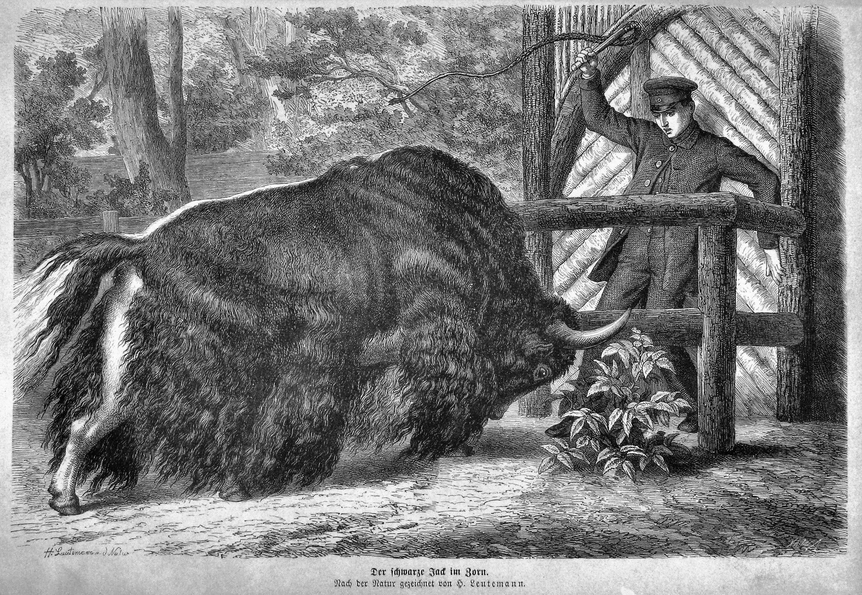 Die Gartenlaube (1873) pic 057