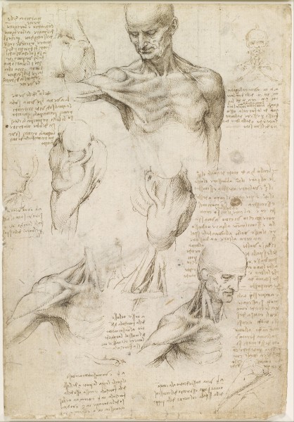 Leonardo da Vinci - Superficial anatomy of the shoulder and neck (recto) - Google Art Project