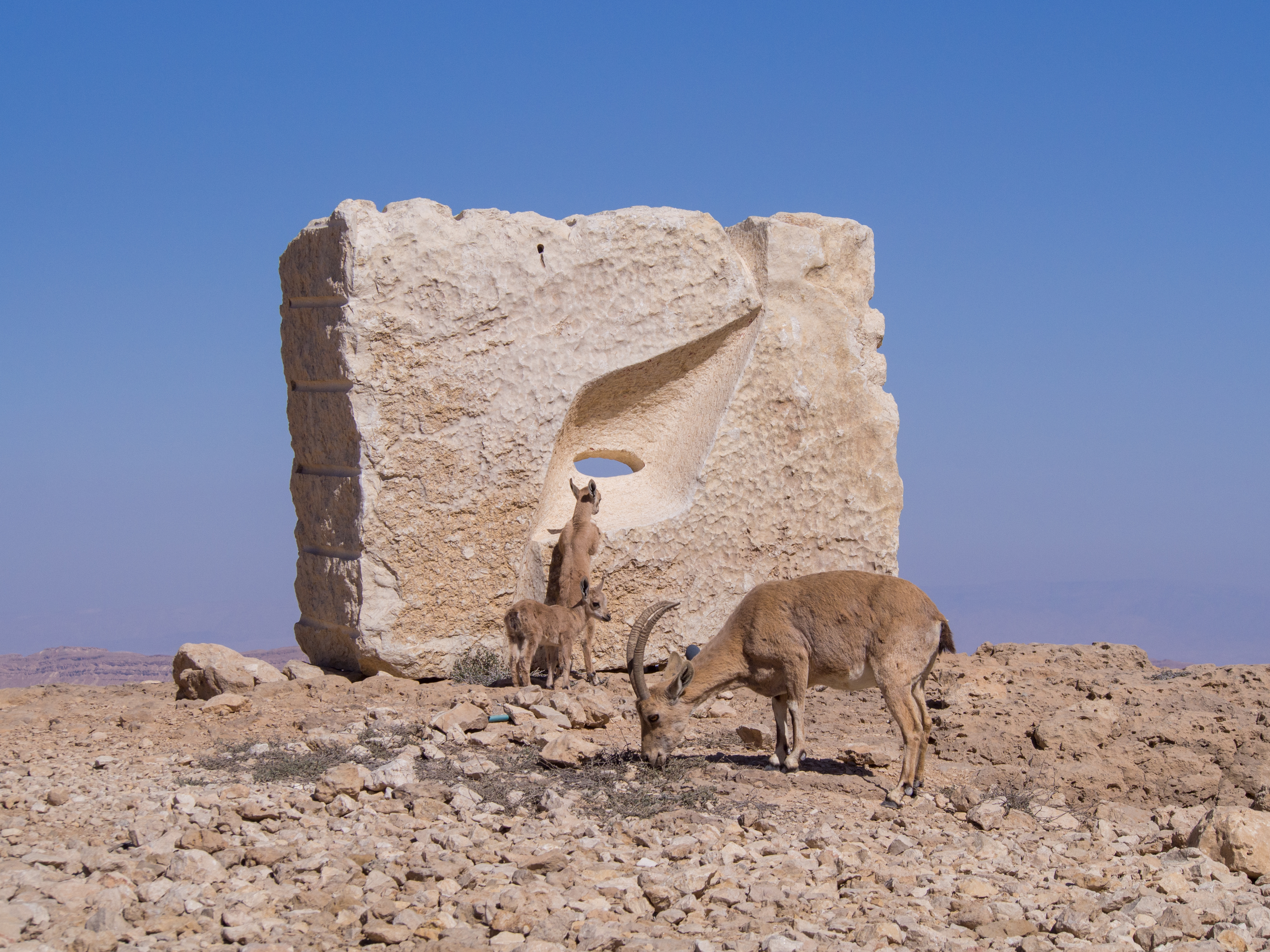 Nubian ibex by a sculpture in Mitzpe Ramon (40383)