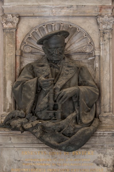 Ernst Wilhelm von Brücke (1819-1892), physician, Nr. 125, torso (bronze) in the Arkadenhof of the University of Vienna-3568-Bearbeitet